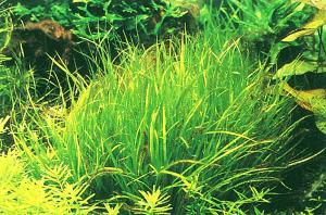 Blyxa novoguineensis